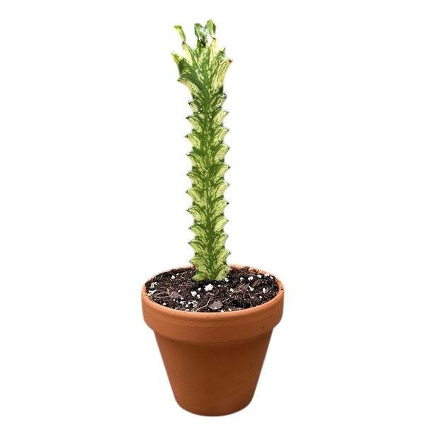 Горшечные цветы и растения оптом Euphorbia Lactea Variegata от 1шт (для телеги) из Голландии с доставкой по России