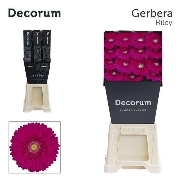 Срезанные цветы оптом Gerbera diamond riley от 45шт из Голландии с доставкой по России