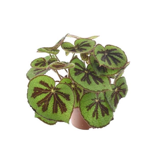 Горшечные цветы и растения оптом Begonia Masoniana Mountain 15cm от 3шт из Голландии с доставкой по России