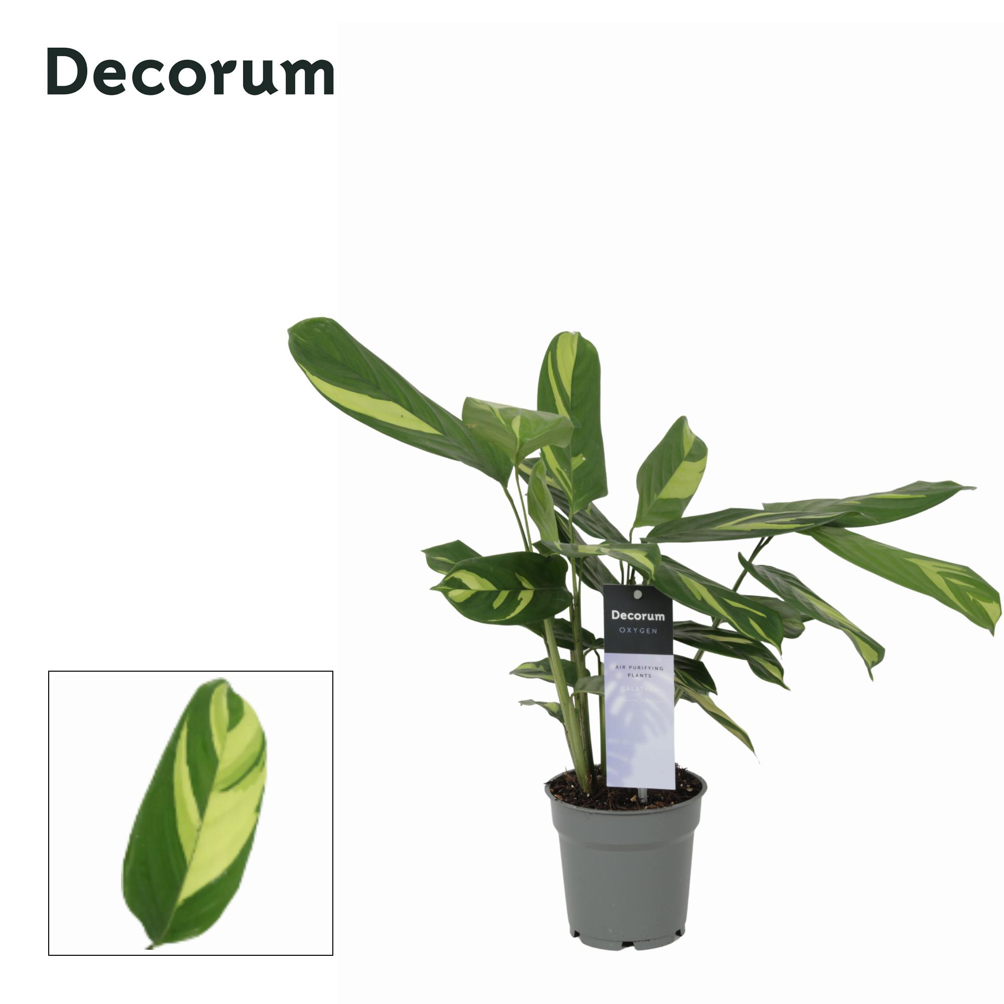 Горшечные цветы и растения оптом Calathea Pilosa (decorum) от 6шт из Голландии с доставкой по России