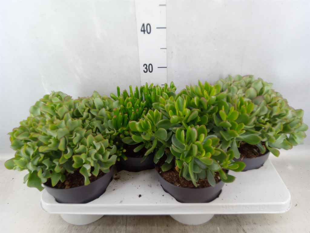 Горшечные цветы и растения оптом Crassula   ...mix от 4шт из Голландии с доставкой по России