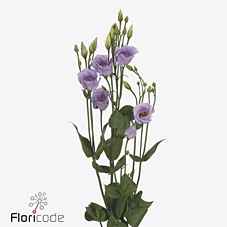 Срезанные цветы оптом Lisianthus si piccolo lavender от 40шт из Голландии с доставкой по России