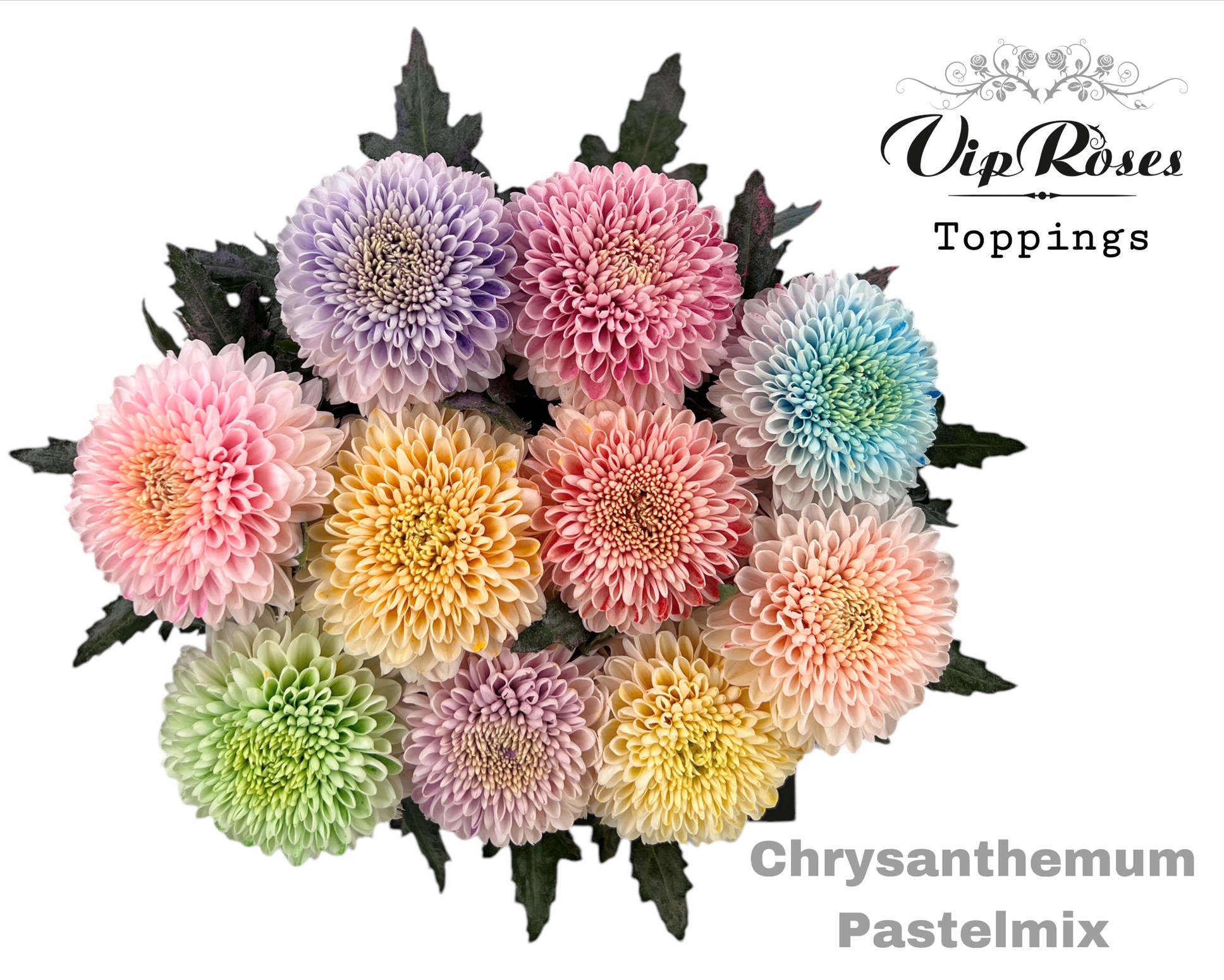 Срезанные цветы оптом Chrys bl paint mix pastel от 20шт из Голландии с доставкой по России
