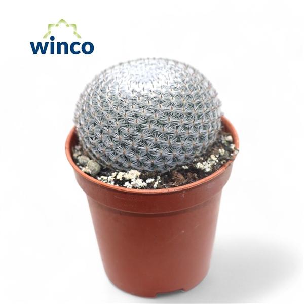 Горшечные цветы и растения оптом Mammillaria Microthele Superfina от 20шт (для телеги) из Голландии с доставкой по России