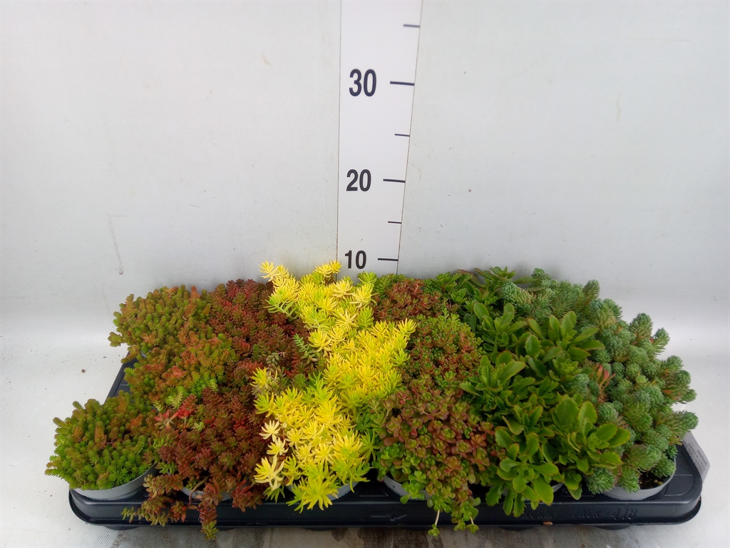 Горшечные цветы и растения оптом Sedum   ... от 18шт (для телеги) из Голландии с доставкой по России