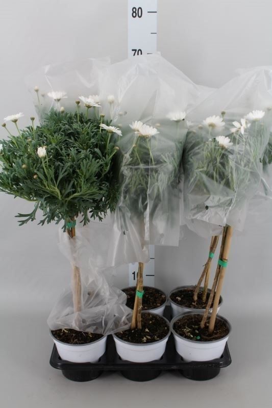 Горшечные цветы и растения оптом Argyranthemum   ... от 6шт из Голландии с доставкой по России