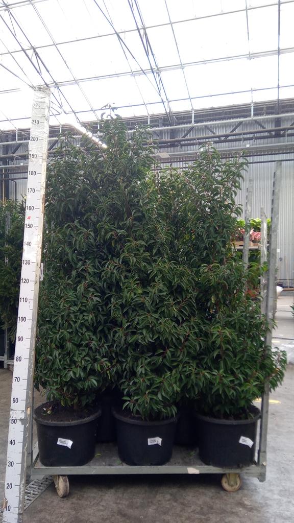 Горшечные цветы и растения оптом Prunus Lusit. angustifolia от 1шт из Голландии с доставкой по России
