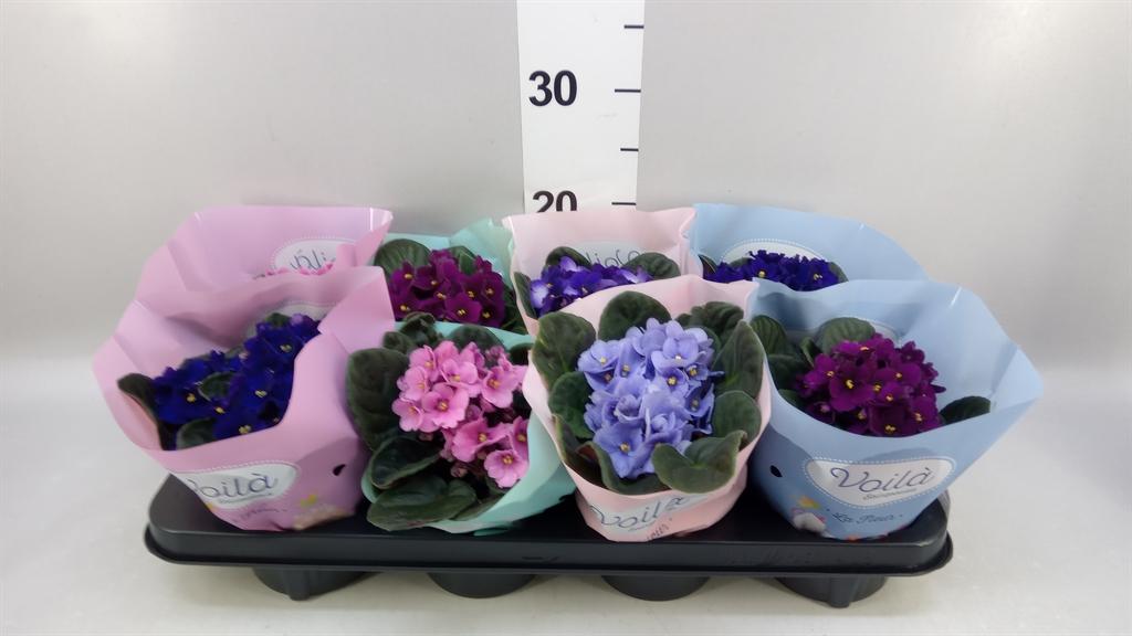 Горшечные цветы и растения оптом Saintpaulia Mix Voila La Fleur A от 8шт (для телеги) из Голландии с доставкой по России