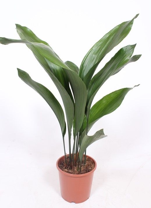 Горшечные цветы и растения оптом Aspidistra Elatior 10+ от 1шт из Голландии с доставкой по России