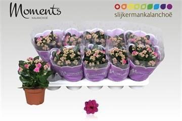 Горшечные цветы и растения оптом Kal Ge Shadow Purple от 10шт из Голландии с доставкой по России