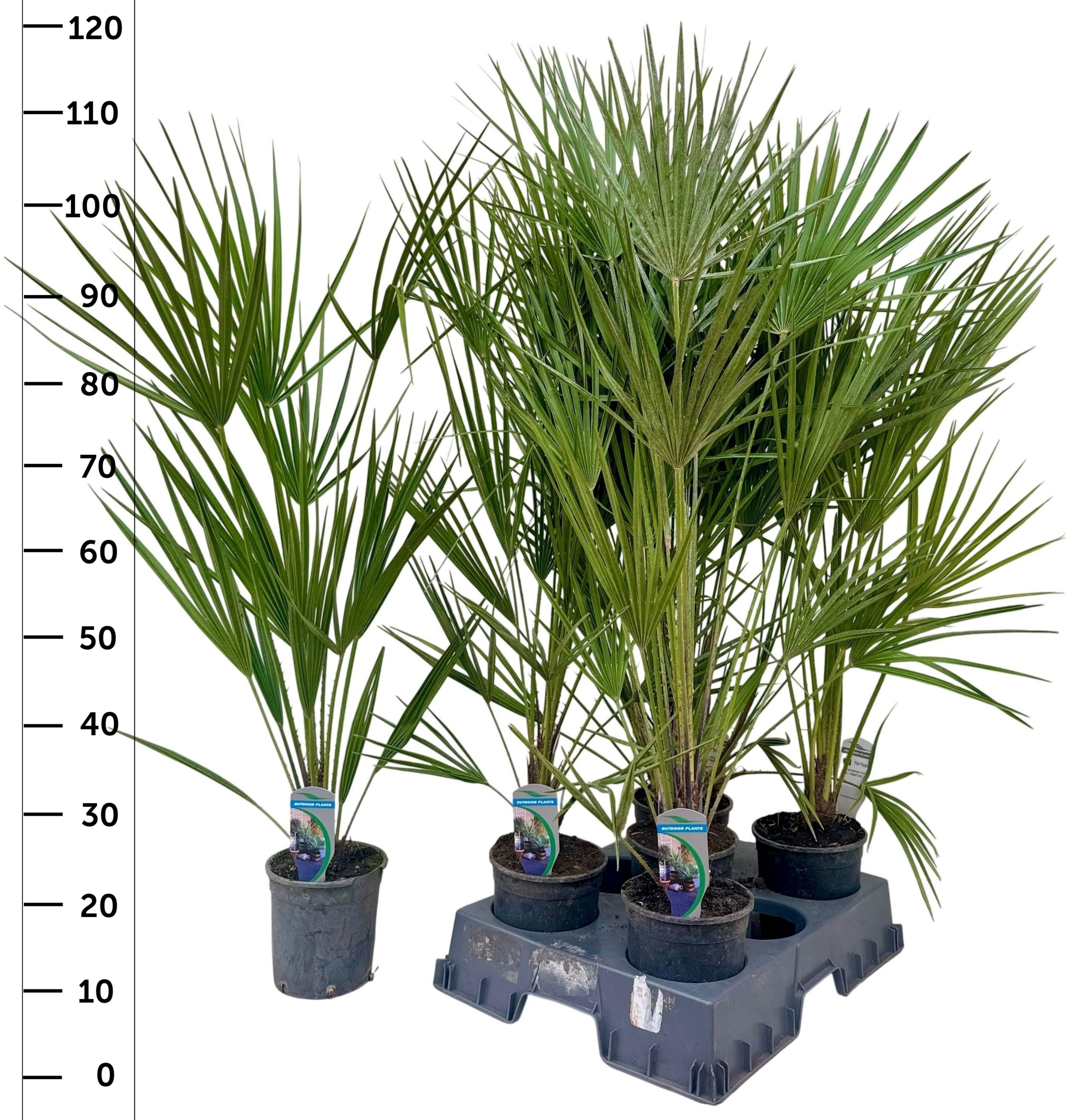 Горшечные цветы и растения оптом Cham Humilis от 5шт из Голландии с доставкой по России