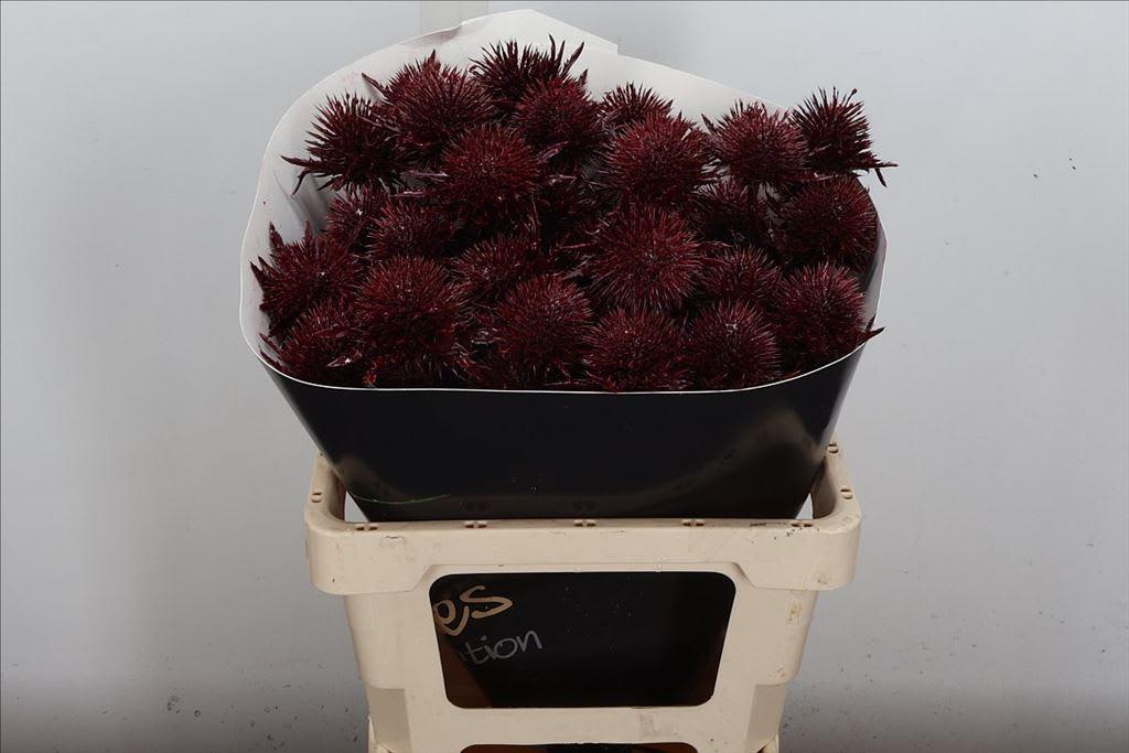 Срезанные цветы оптом Eryngium wax bordeaux от 10шт из Голландии с доставкой по России