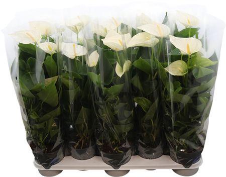 Горшечные цветы и растения оптом Anthu An White от 10шт из Голландии с доставкой по России