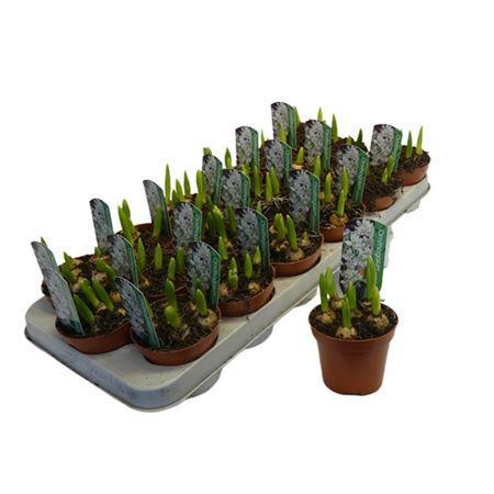 Горшечные цветы и растения оптом Ornithogalum Balansea от 18шт (для телеги) из Голландии с доставкой по России