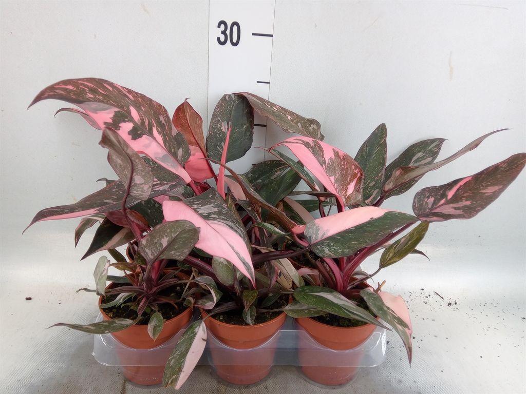 Горшечные цветы и растения оптом Philodendron   ... от 6шт (для телеги) из Голландии с доставкой по России