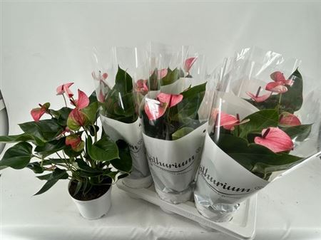 Горшечные цветы и растения оптом Anthu A Mystique 4-5+++ P17 от 6шт из Голландии с доставкой по России