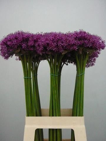 Срезанные цветы оптом Allium purple sensation от 60шт из Голландии с доставкой по России