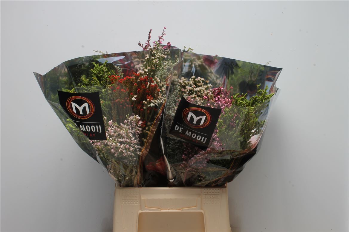 Срезанные цветы оптом Exoten safari green от 4шт из Голландии с доставкой по России