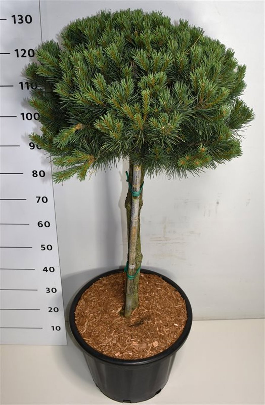 Горшечные цветы и растения оптом Pinus Sylvestris Watereri от 1шт из Голландии с доставкой по России
