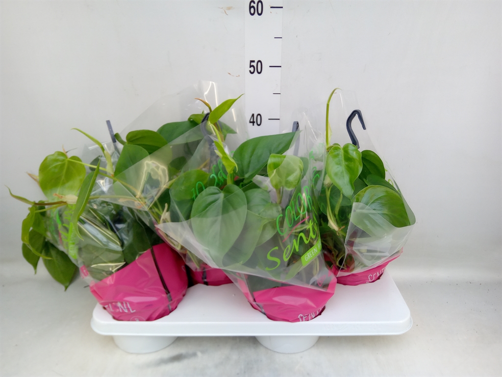 Горшечные цветы и растения оптом Philodendron Scand. от 4шт из Голландии с доставкой по России