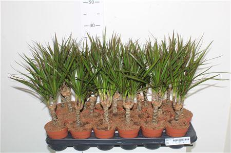 Горшечные цветы и растения оптом Drac Marginata 10cm Stem от 18шт (для телеги) из Голландии с доставкой по России