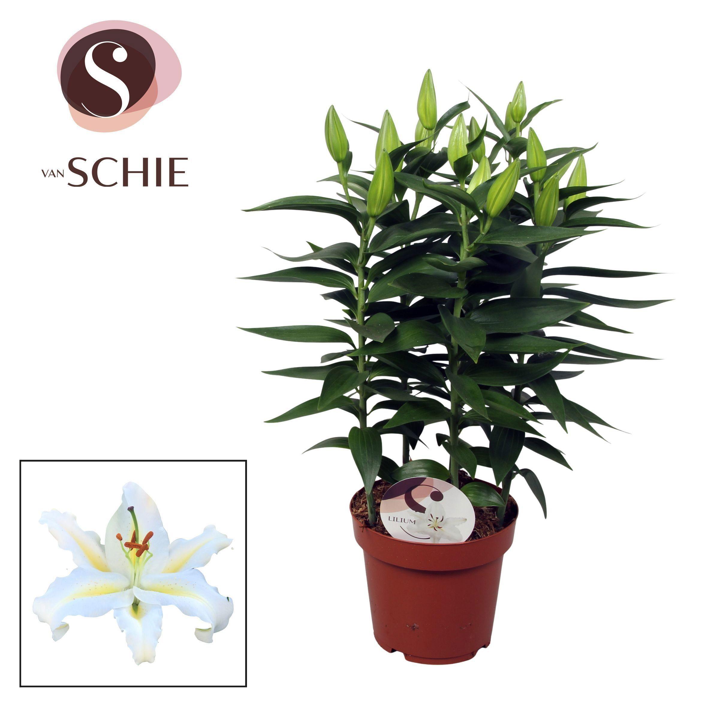 Горшечные цветы и растения оптом Lilium Or Starlight White 5pp от 5шт из Голландии с доставкой по России