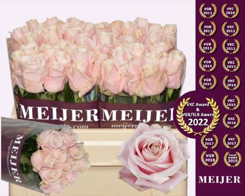 Срезанные цветы оптом Rosa large sweet avalanche+ Meijer purple от 50шт из Голландии с доставкой по России