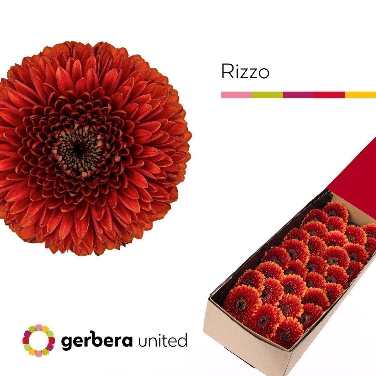 Срезанные цветы оптом Germini gerponi rizzo от 30шт из Голландии с доставкой по России