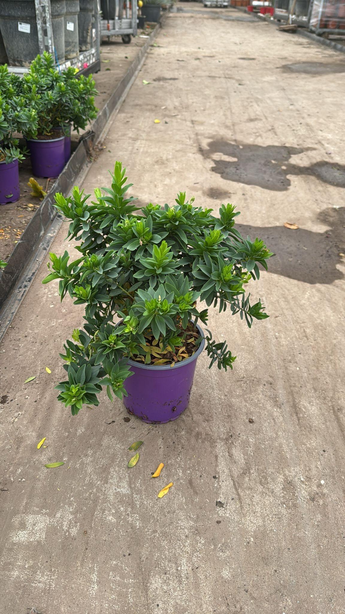 Горшечные цветы и растения оптом Polyga Myrtifolia от 5шт из Голландии с доставкой по России