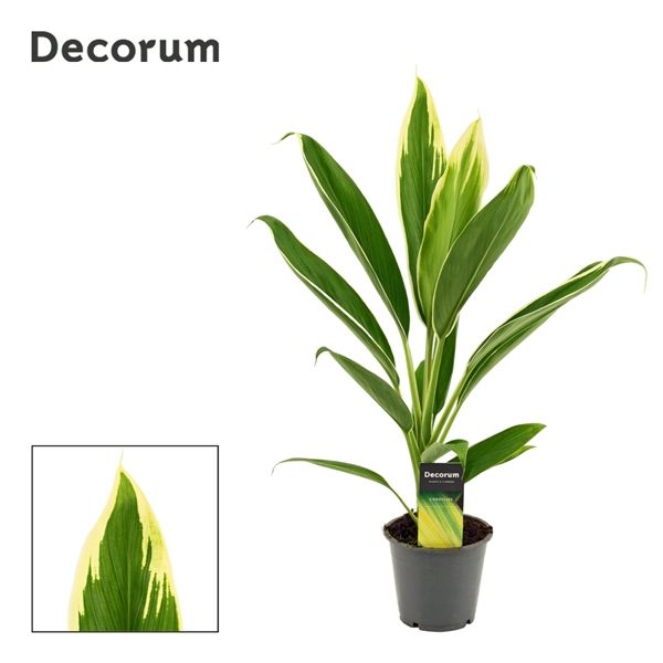 Горшечные цветы и растения оптом Cordyline New Conga (decorum) от 10шт из Голландии с доставкой по России