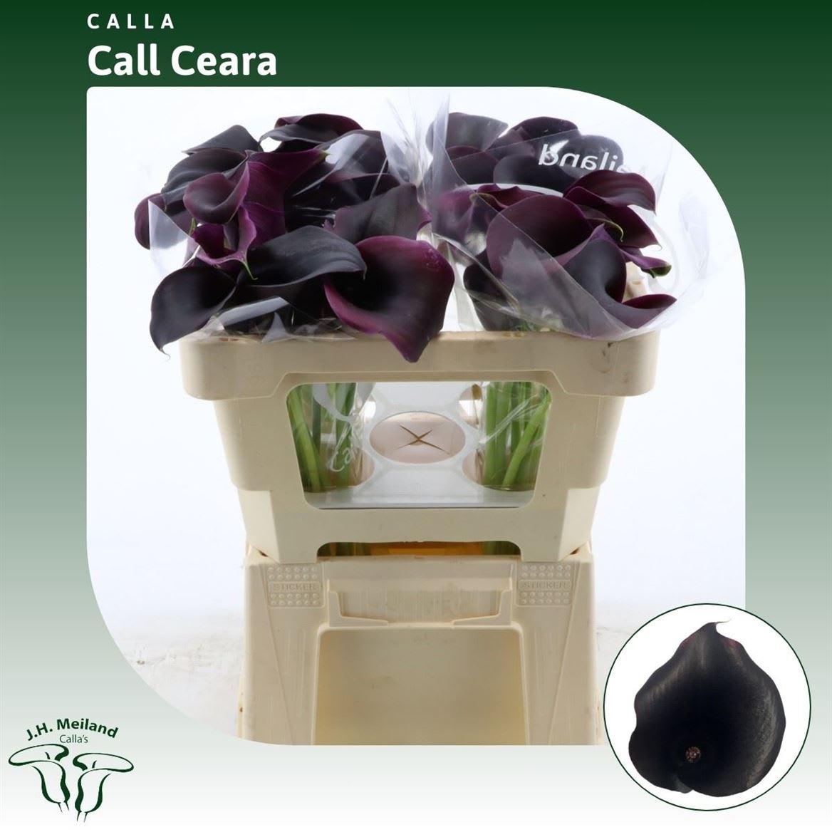 Срезанные цветы оптом Zantedeschia call ceara от 40шт из Голландии с доставкой по России