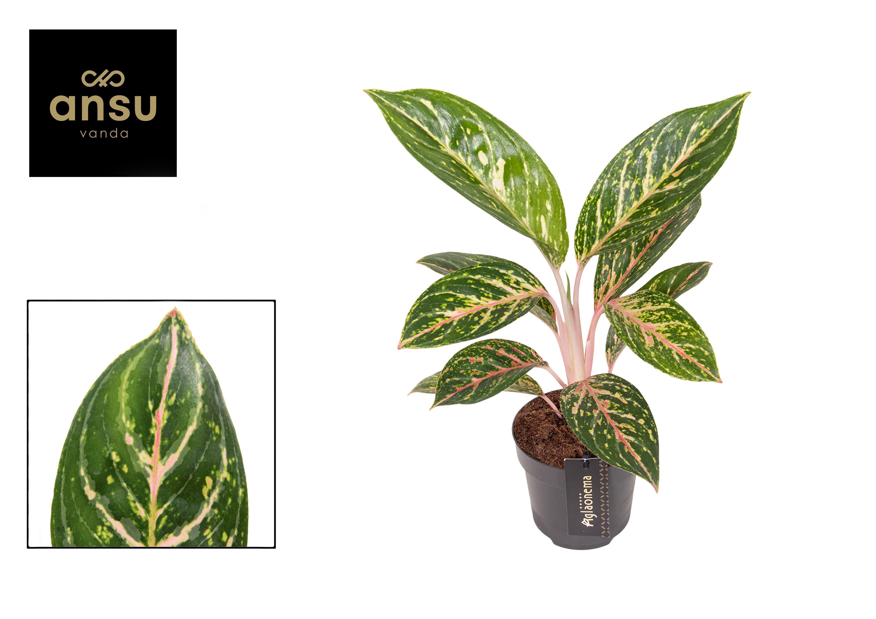 Горшечные цветы и растения оптом Aglaonema Coco Green от 4шт из Голландии с доставкой по России