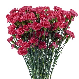 Срезанные цветы оптом Dianthus sp pigeon от 80шт из Голландии с доставкой по России