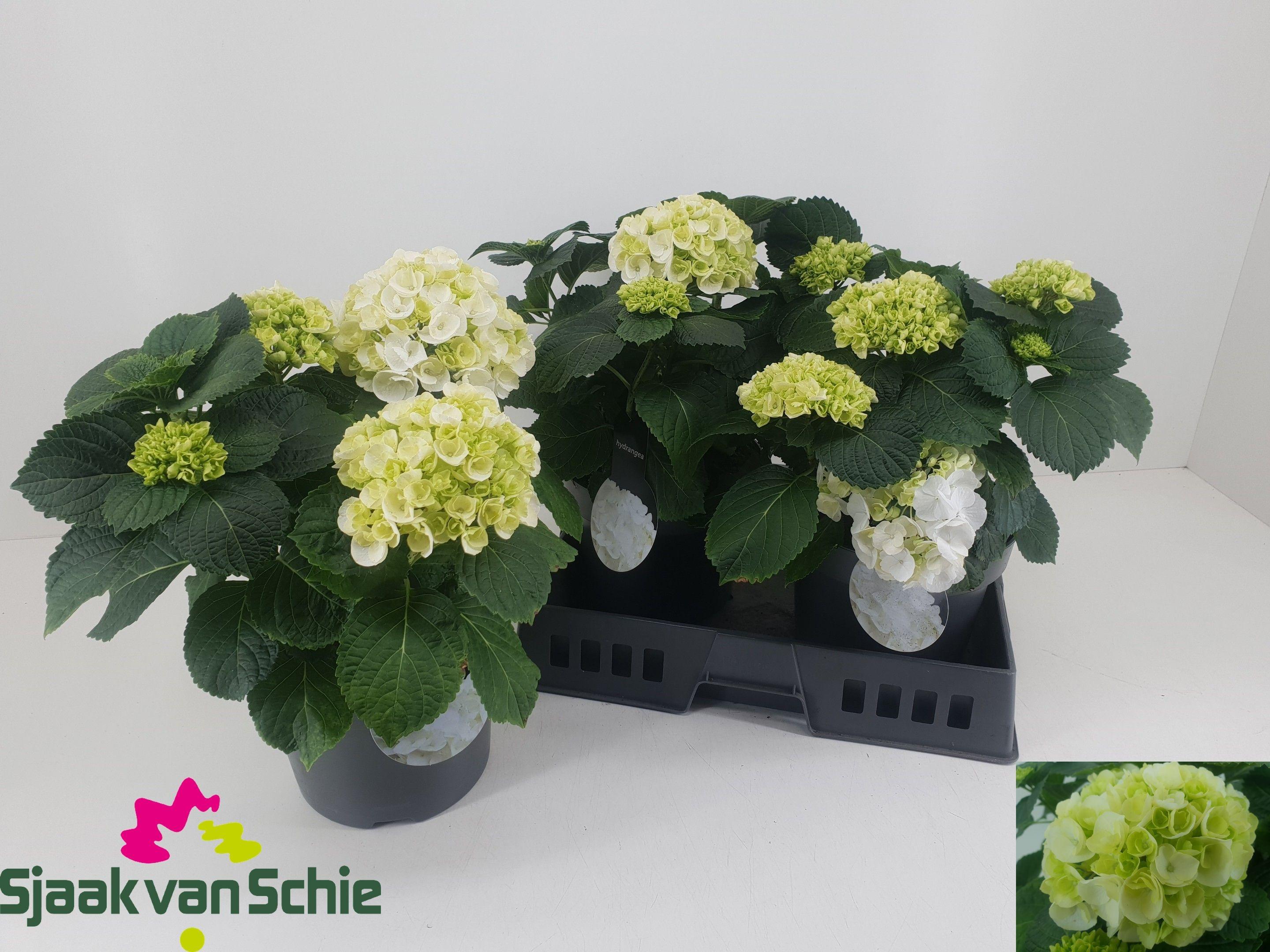 Горшечные цветы и растения оптом Hydr M Crystal Palac от 3шт из Голландии с доставкой по России