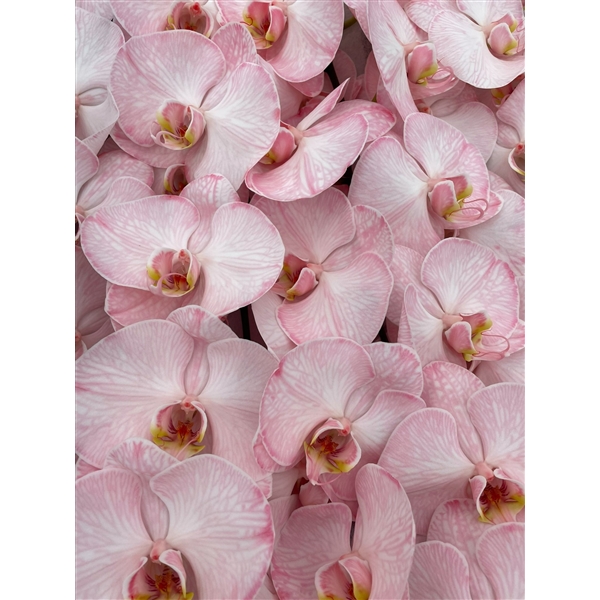 Срезанные цветы оптом Phalaenopsis paint pink от 5шт из Голландии с доставкой по России