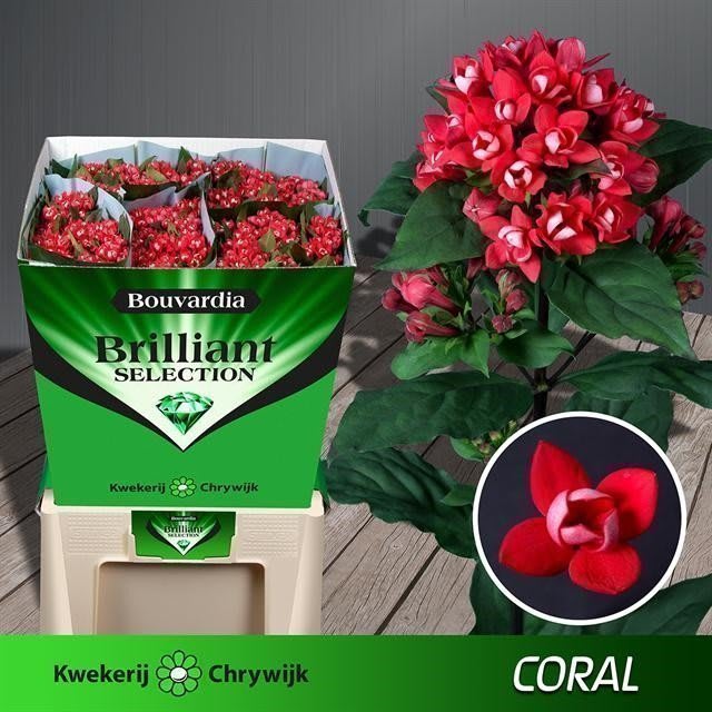 Срезанные цветы оптом Bouvardia do coral от 40шт из Голландии с доставкой по России