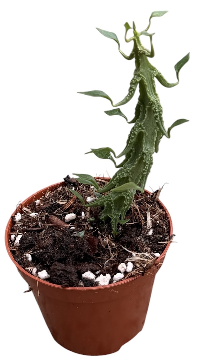 Горшечные цветы и растения оптом Ceropegia Simoneae от 1шт (для телеги) из Голландии с доставкой по России