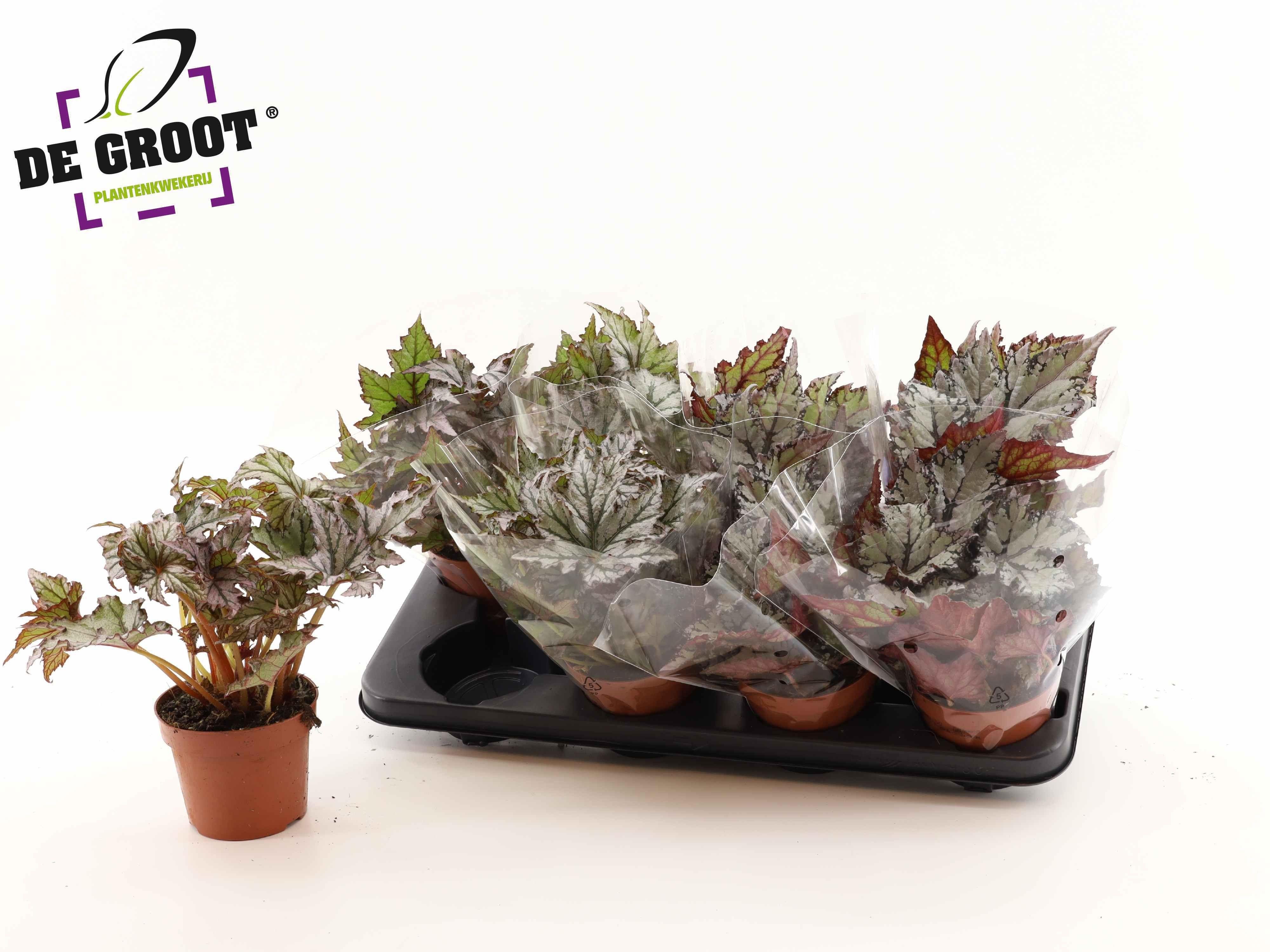 Горшечные цветы и растения оптом Beg Rex Grp Gem от 8шт (для телеги) из Голландии с доставкой по России