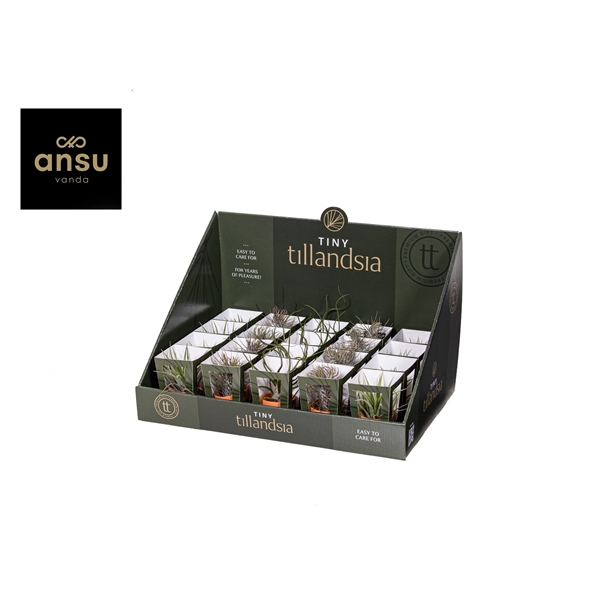 Горшечные цветы и растения оптом Tillandsia Mix In Terracotta Pot от 20шт (для телеги) из Голландии с доставкой по России