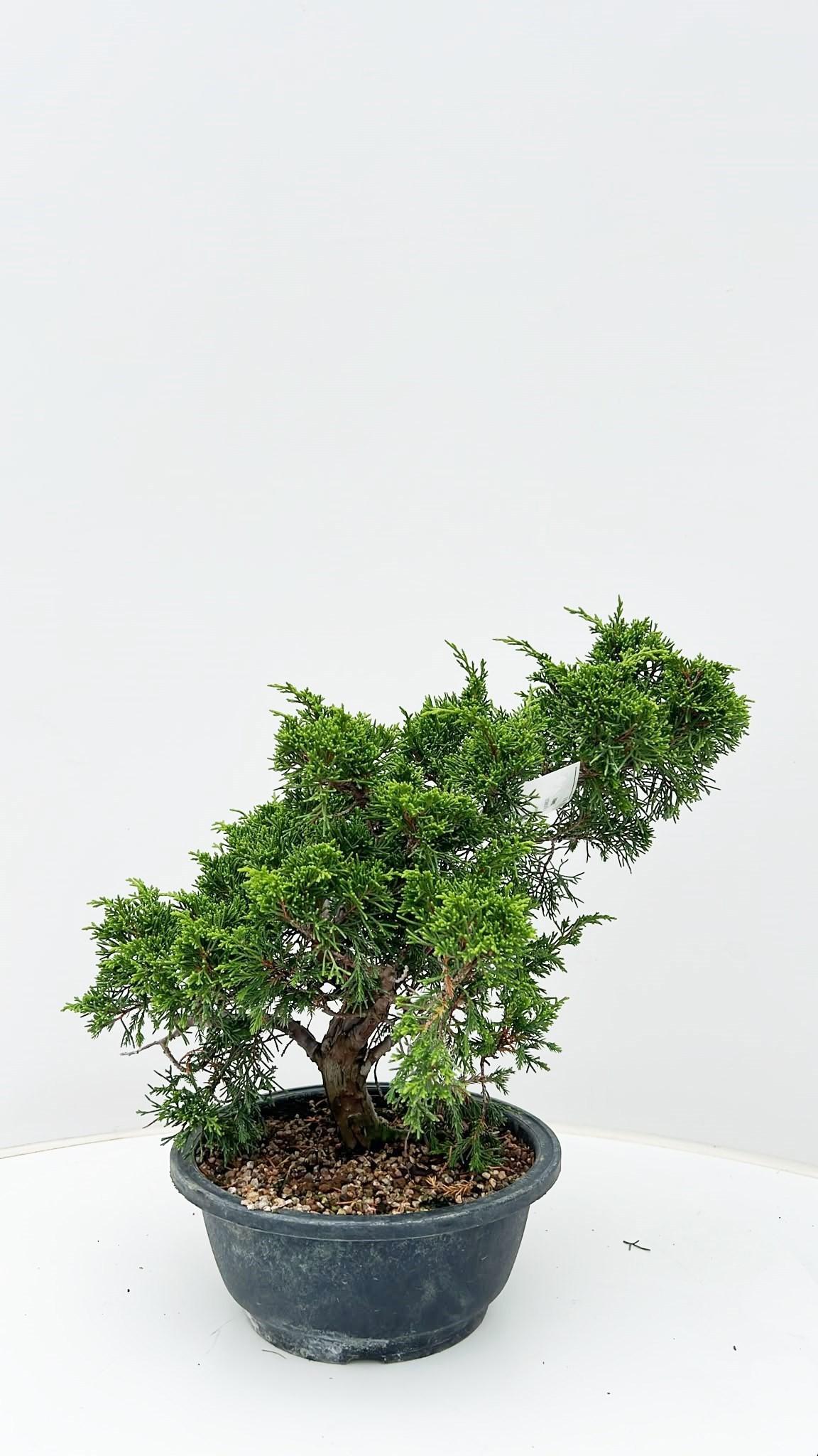 Горшечные цветы и растения оптом Juniperus Chinensis itoigawa Large, Pot 20 Cm., от 1шт из Голландии с доставкой по России