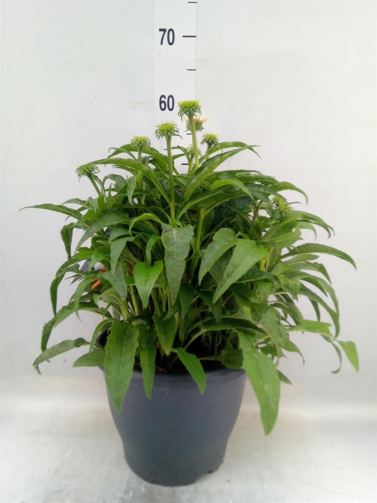 Горшечные цветы и растения оптом Echinacea   ... от 1шт из Голландии с доставкой по России