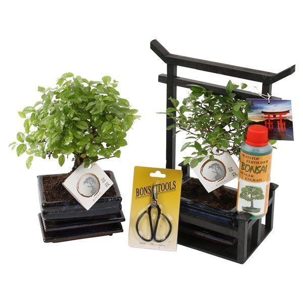 Горшечные цветы и растения оптом Bonsai Mix Starterkit In Torii With Scissor от 5шт из Голландии с доставкой по России