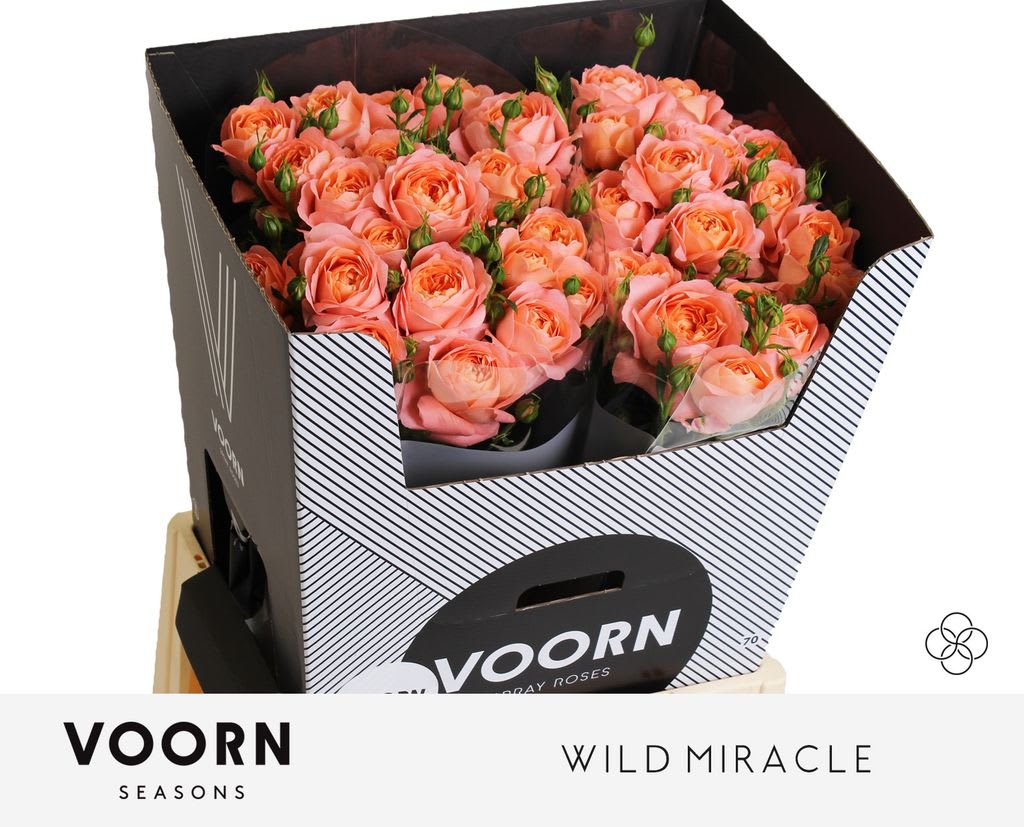 Срезанные цветы оптом Rosa spray wild miracle от 20шт из Голландии с доставкой по России