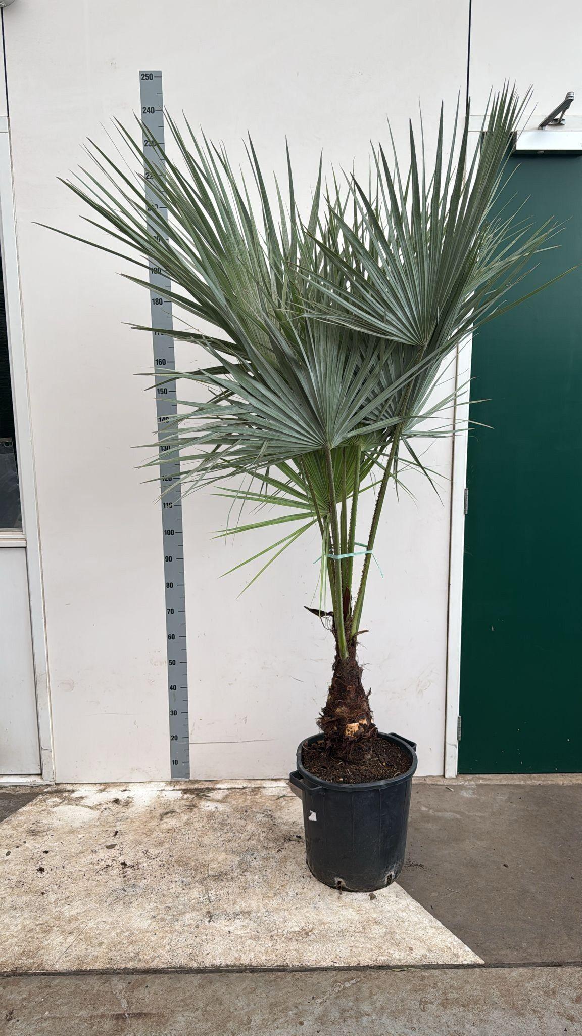 Горшечные цветы и растения оптом Palmen Ov от 1шт из Голландии с доставкой по России