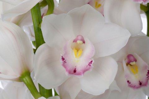 Срезанные цветы оптом Cymbidium white kilimanjaro от 12шт из Голландии с доставкой по России