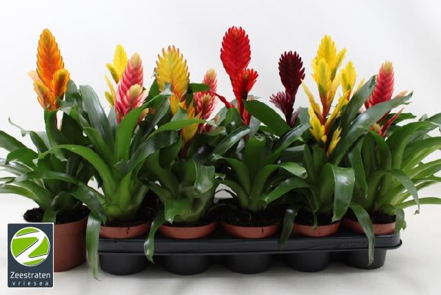 Горшечные цветы и растения оптом Vries Gem 6 Srt от 10шт из Голландии с доставкой по России