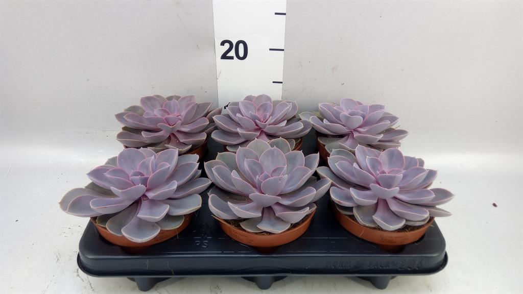 Горшечные цветы и растения оптом Echeveria purple Pearl от 6шт из Голландии с доставкой по России