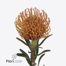 Срезанные цветы оптом Nutans ayoba peach от 20шт из Голландии с доставкой по России Срезанные цветы оптом Nutans ayoba peach от 20шт из Голландии с доставкой по России