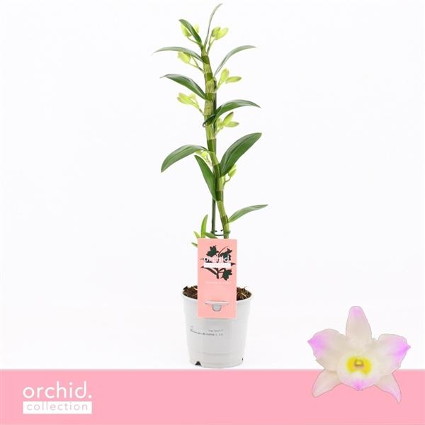 Горшечные цветы и растения оптом Dendr Nob 1st Kumiko Compact  Orchid Collection от 10шт из Голландии с доставкой по России