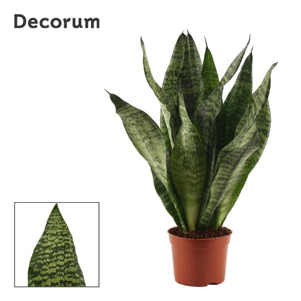 Горшечные цветы и растения оптом Sansevieria Super Green (decorum) от 18шт (для телеги) из Голландии с доставкой по России